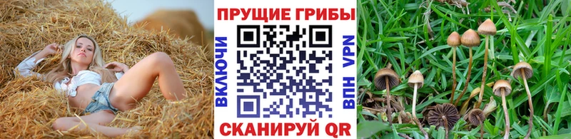 KRAKEN онион  Мещовск  Галлюциногенные грибы ЛСД  купить наркотики сайты 